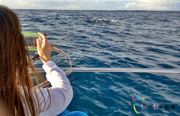 斐济追海豚一日游